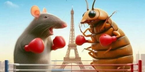 Rats et punaises de lit dans Paris…